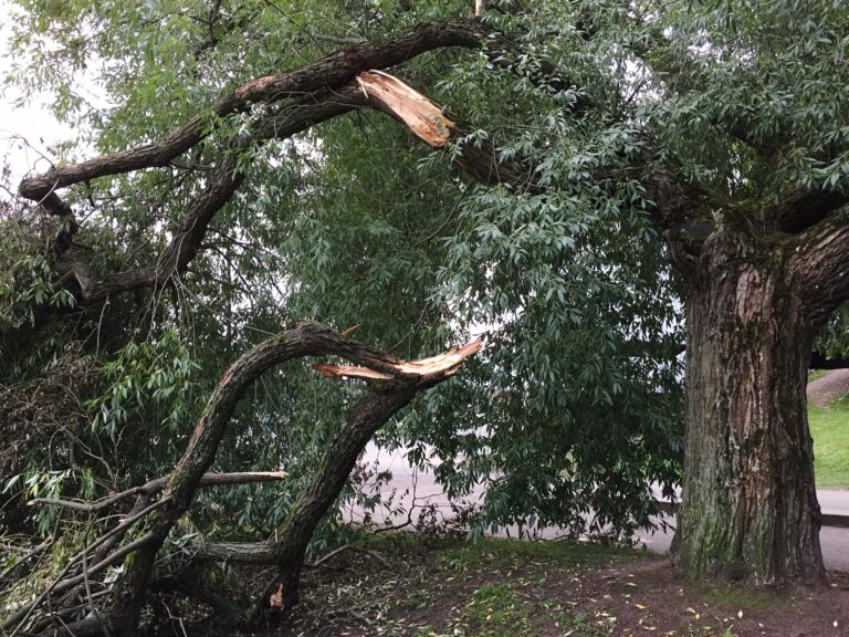 Emergency-tree-service