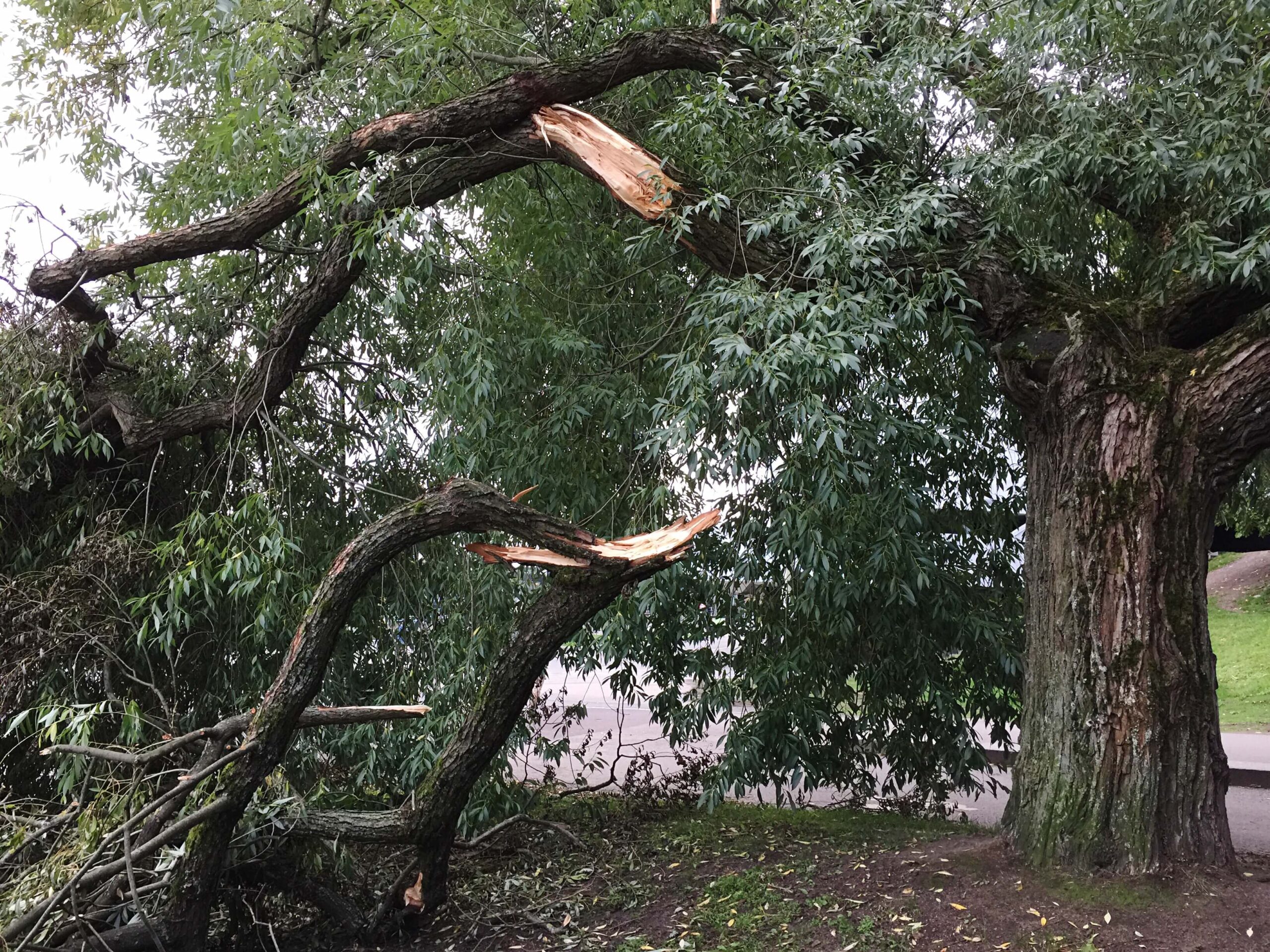 fallen-tree-field-image